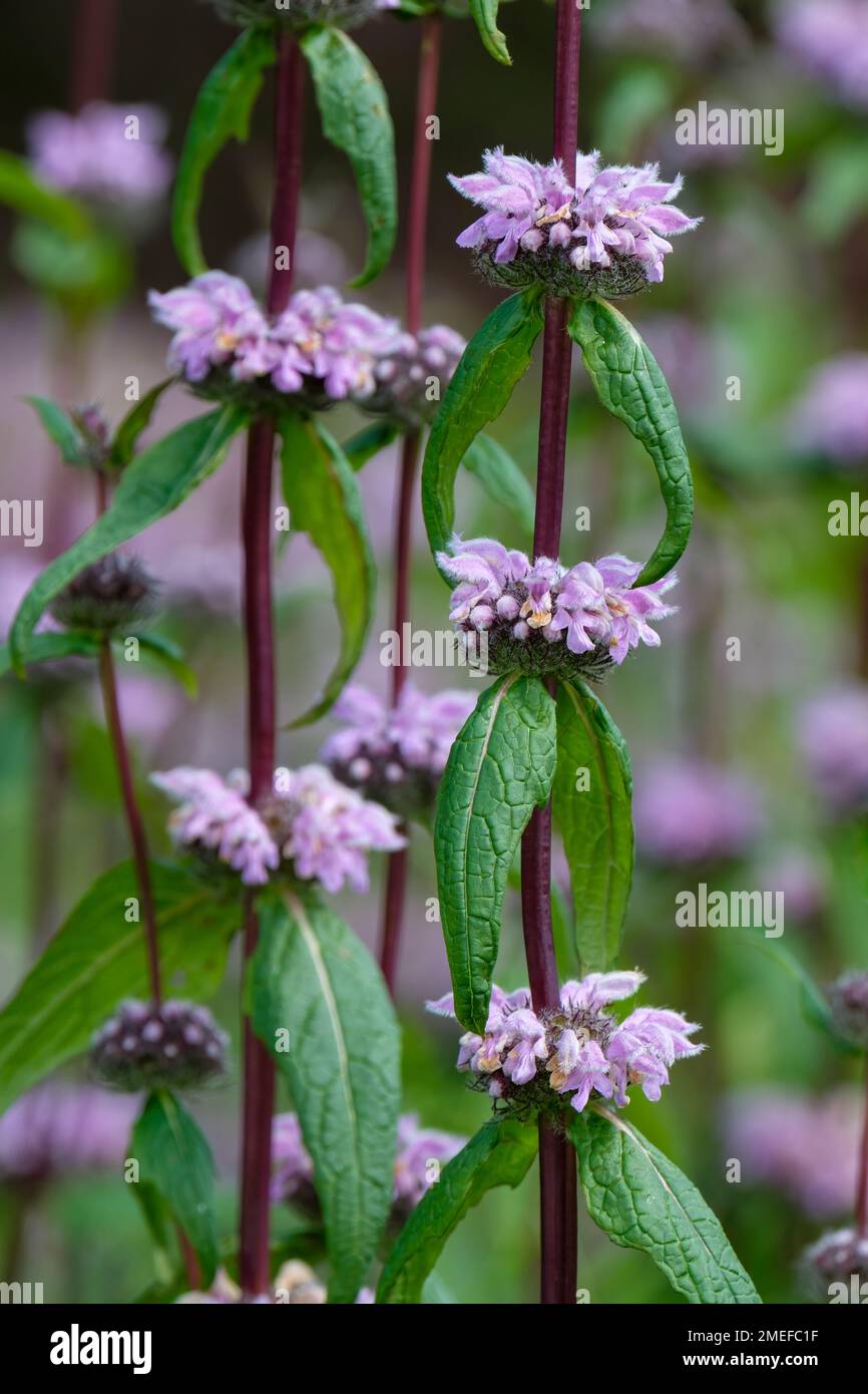 Phlomis tuberosa Amazone, sage-leaf mullein Amazone, herbaceous perennial, purple stems, lilac flowers, Stock Photo