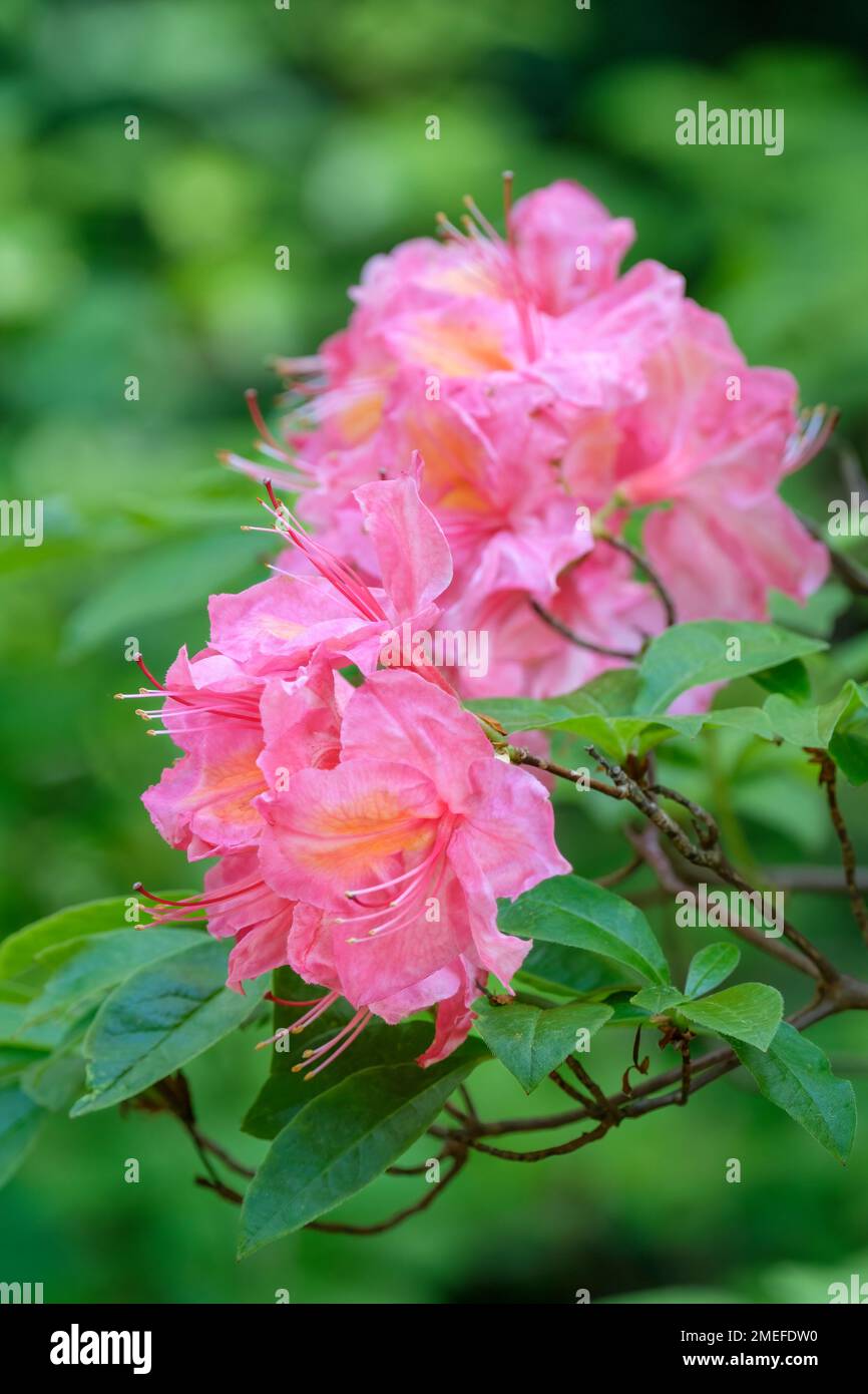 Rhododendron Pucella, Pucella azalea, Fanny azalea, Deciduous shrub, Ghent hybrid with pale, purplish pink flowers with an orange blotch Stock Photo