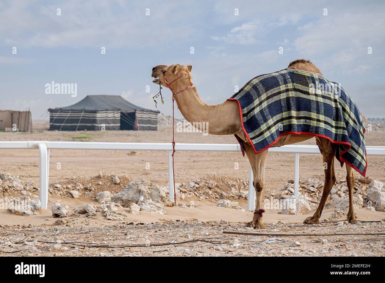 Camel in desert with Arab Traditional Tent. Khaima in Desert Stock Photo