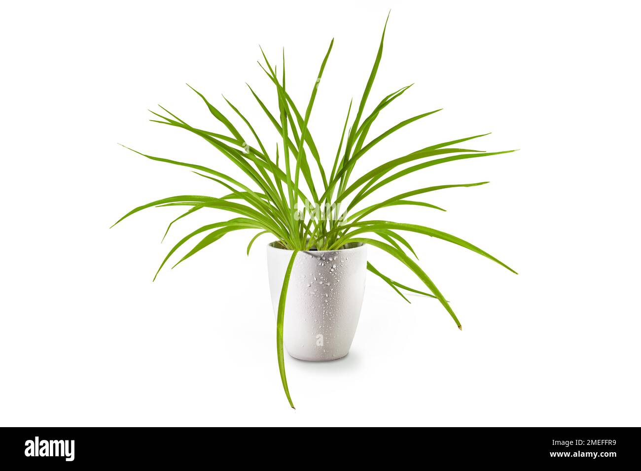 Spider plant (Chlorophytum comosum), an evergreen perennial with long green leaves potted as indoor plant in a porcelain planter, isolated on a white Stock Photo
