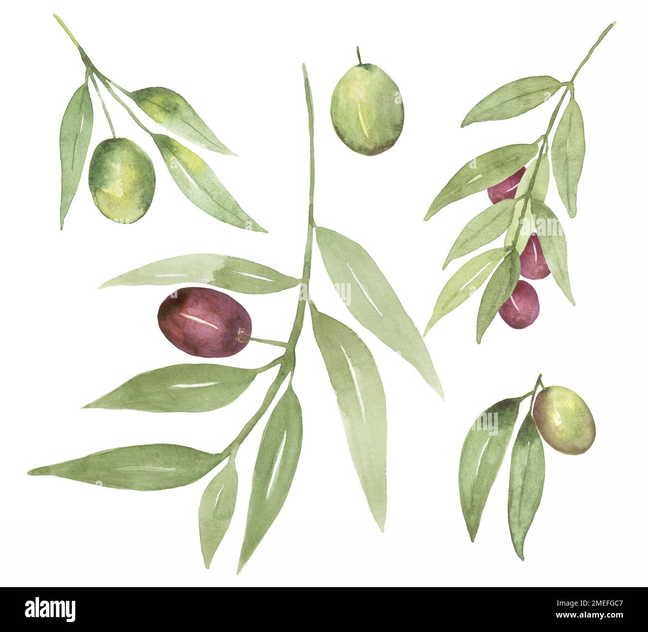 Hand drawn Olives Clipart, Watercolor Oliva set, Olives leaves ...