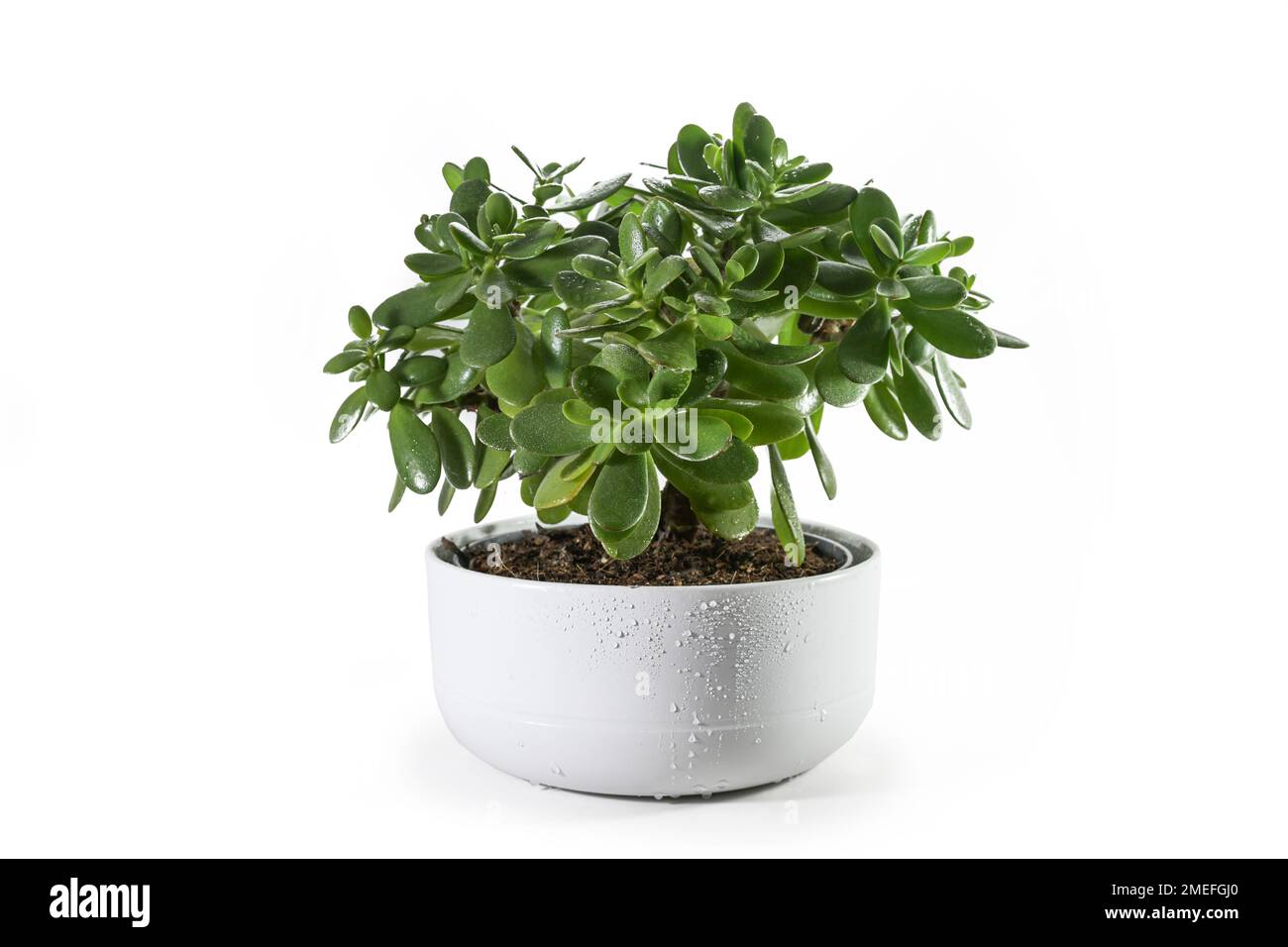 Money tree (Crassula ovata) succulent plant with thick leaves potted as decorative houseplant in a wide ceramic planter, isolated with small shadows o Stock Photo