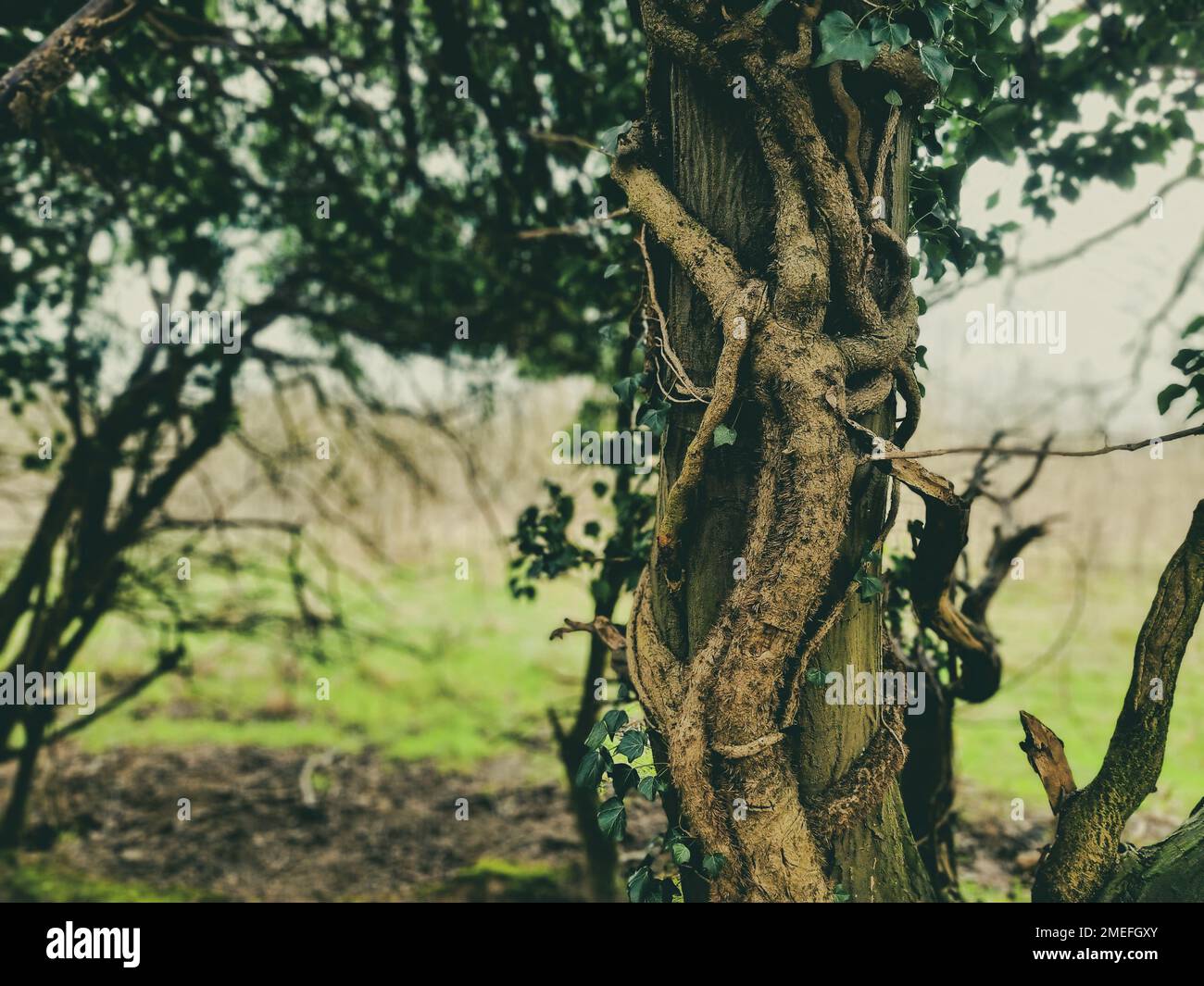 Wrap around hi-res stock photography and images - Alamy