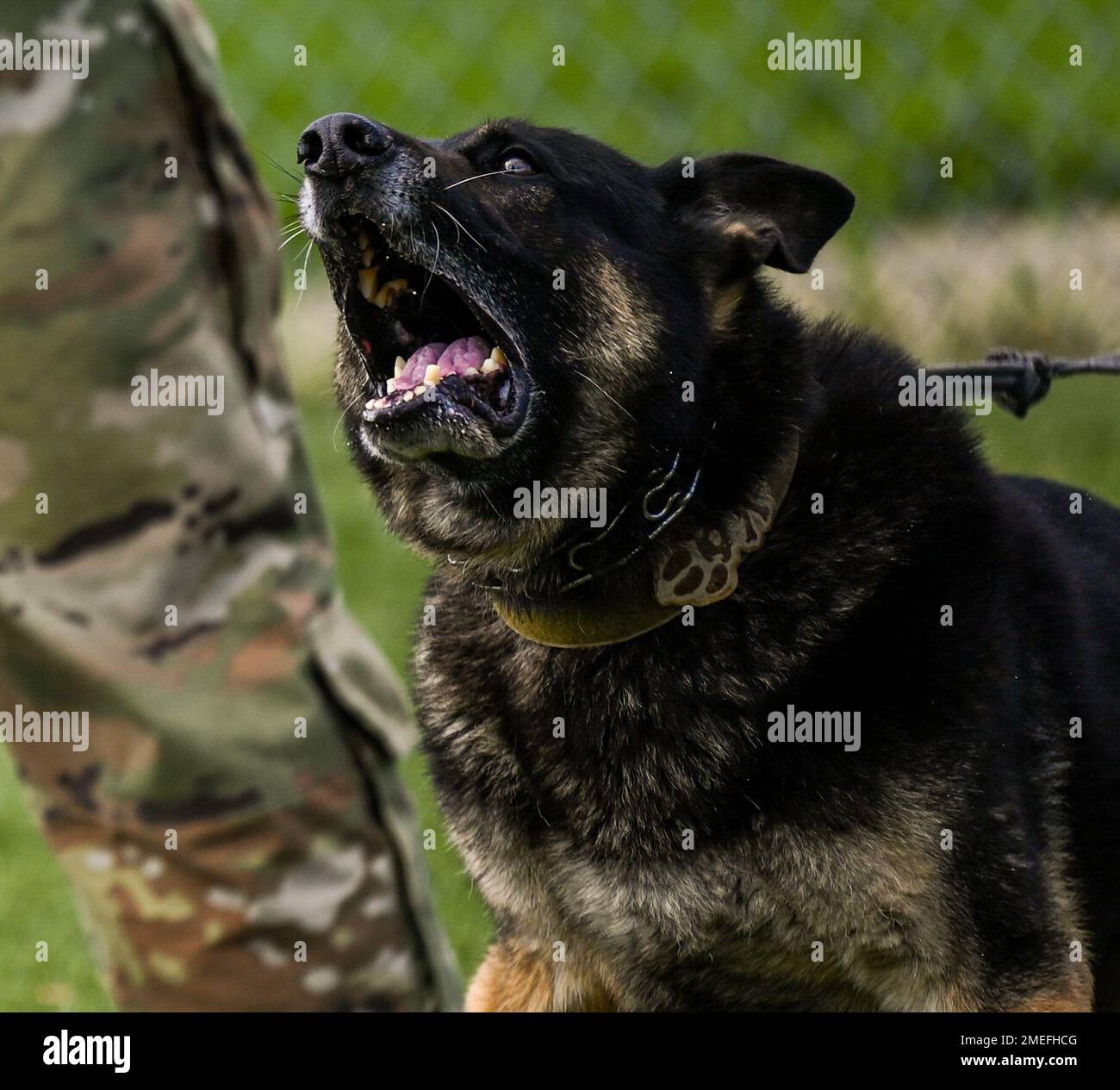 U.S. Air Force Military Working Dog, Jony, assigned to the 633d Security Forces Squadron barks on command at Joint Base Langley-Eustis, Virginia, Aug. 16, 2022. Jony has served two years at JBLE and six years in the U.S. Marine Corps as a dual purpose MWD and has multiple secret service missions under his collar. Stock Photo