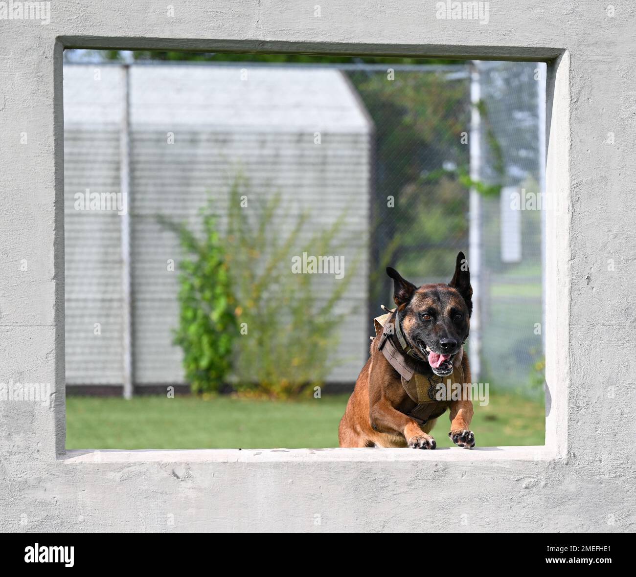 U.S. Air Force Military Working Dog, Ali, assigned to the 633d Security Forces Squadron leaps through a concrete wall on the agility course at Joint Base Langley-Eustis, Virginia, Aug. 16, 2022. Ali is dual purposed, preforming in multiple specialties within 633d SFS and has served six years at JBLE with two deployments and multiple secret service missions under his collar. Stock Photo