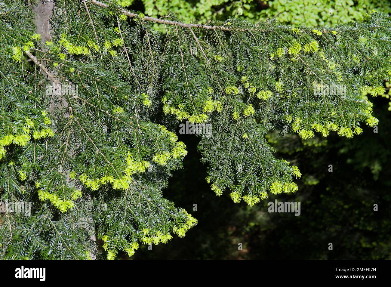 New growth of white fir, seen from treetops path of the Bavarian
