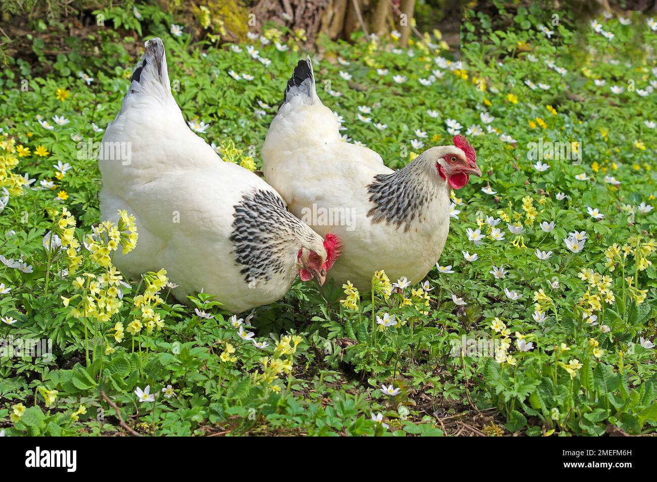 Two Sussex hens in spring meadow, oxlips and wood anemones. Stock Photo