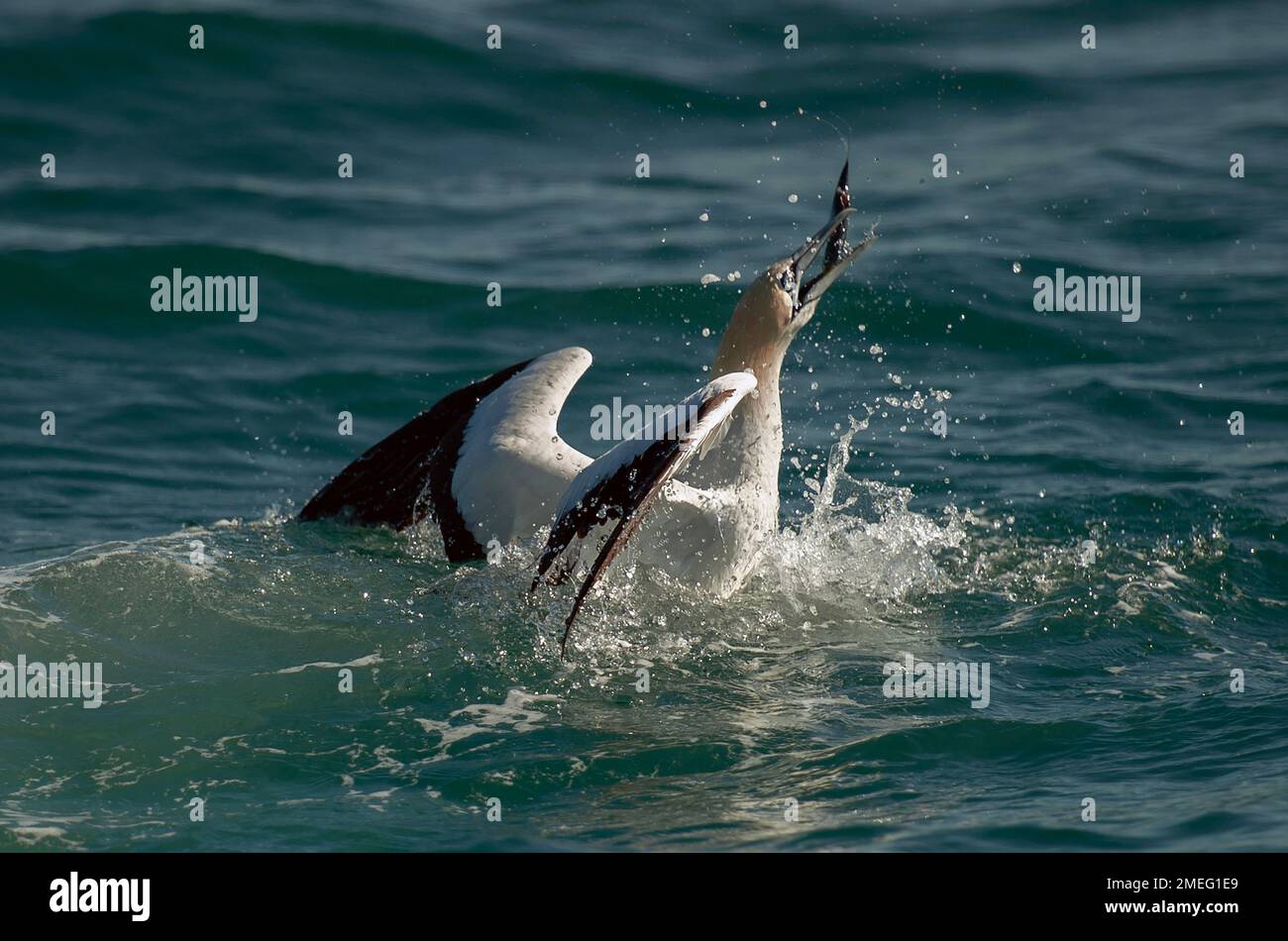 Cape Gannets (Morus capensis) eating fish, Port St Johns, Wild Coast ...