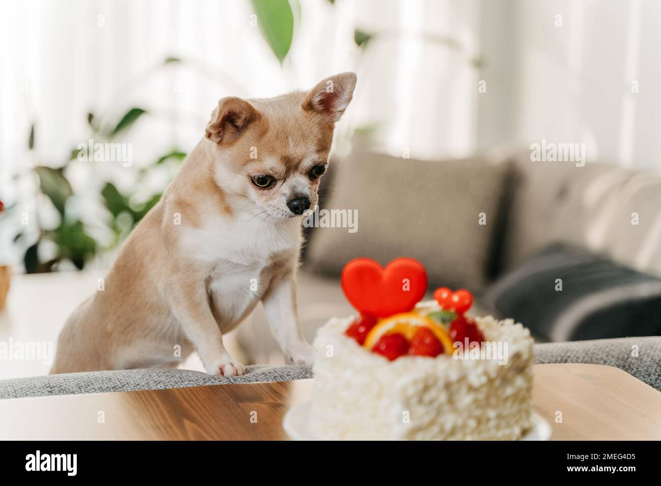 Dog wanted Valentine's Day cake. Funny chihuahua asking sweet pie with heart shape for Valentine day Stock Photo