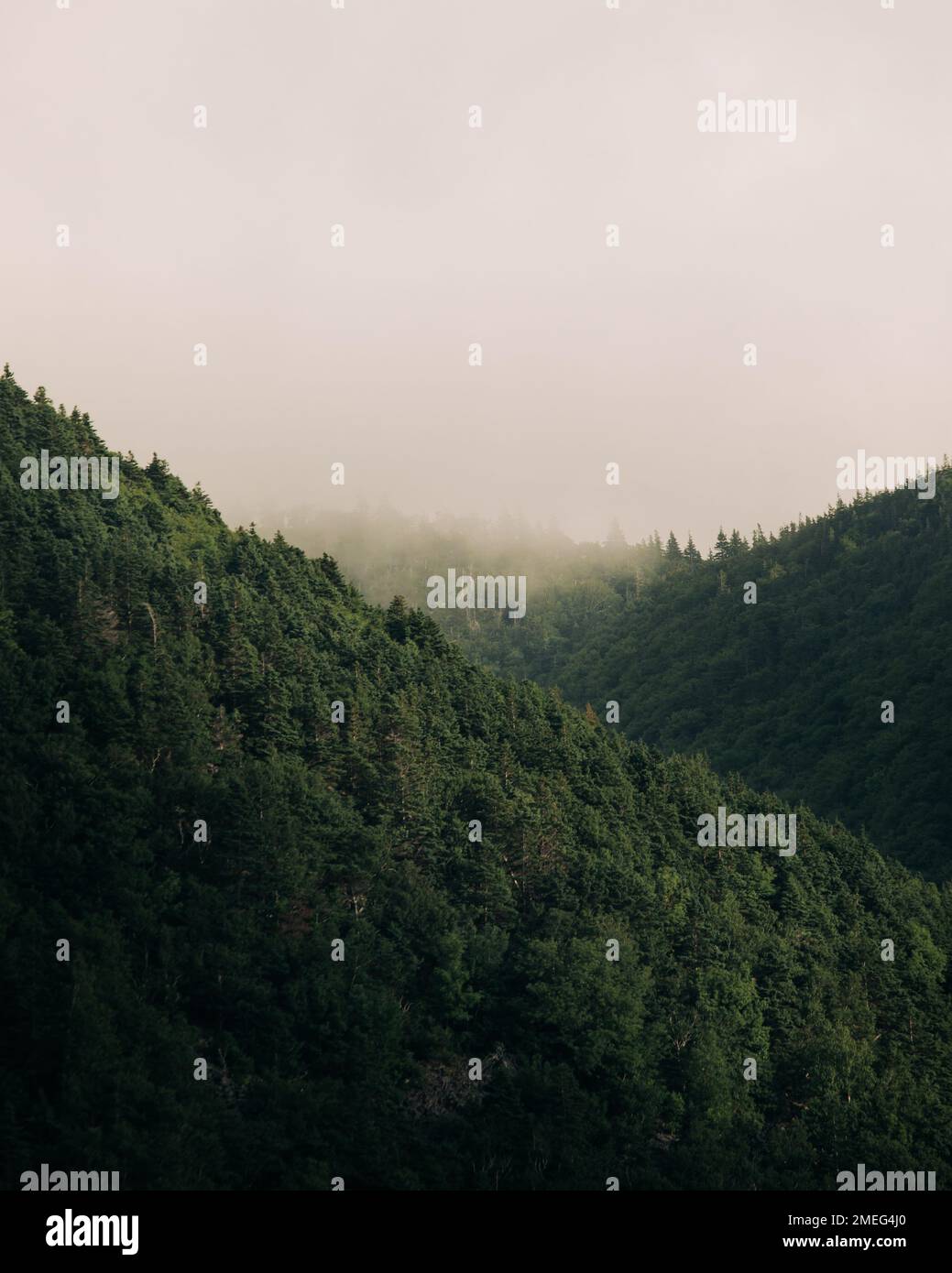 A vertical aerial view of mountains covered with green forests on a ...