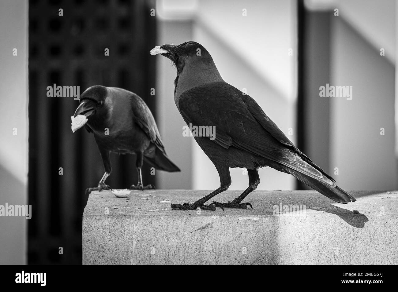 Crows are black birds known for intelligence, adaptability, distinctive call, tool use, and symbolic representation Stock Photo