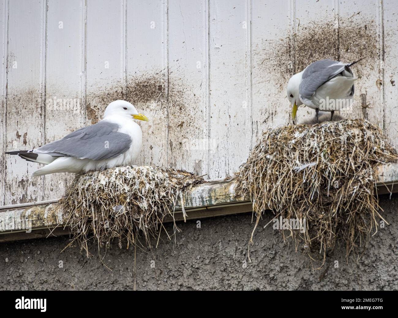 Pair of seagulls nesting Stock Photo - Alamy