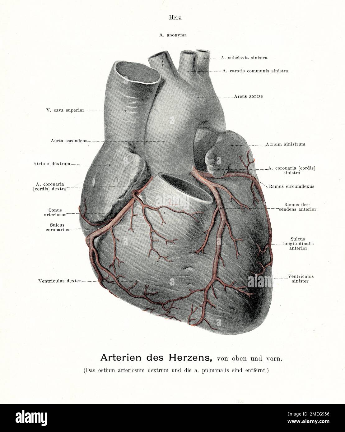 Vintage illustration of anatomy of the arteries of the heart, with German anatomical descriptions Stock Photo