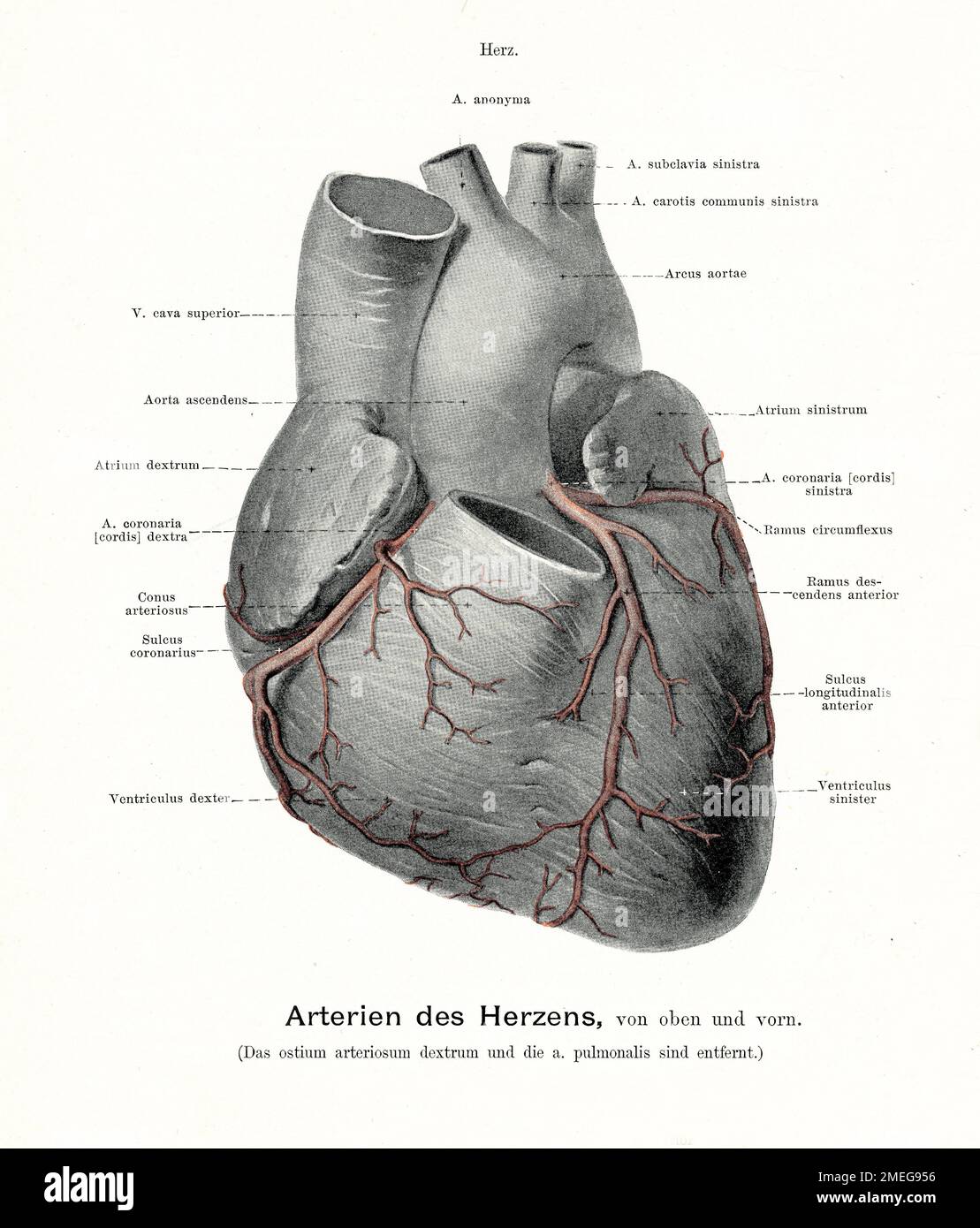 Cordis латынь. Линия высокого давления CORDIS. Atrium CORDIS Sinistrum. Facies diaphragmatica CORDIS В грудной клетке.