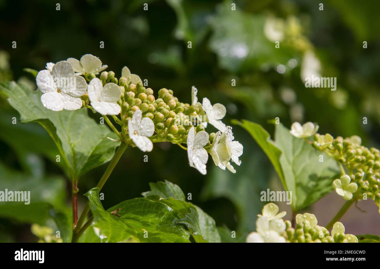 Viburnum flower with green leaves on sky background in sunny weather