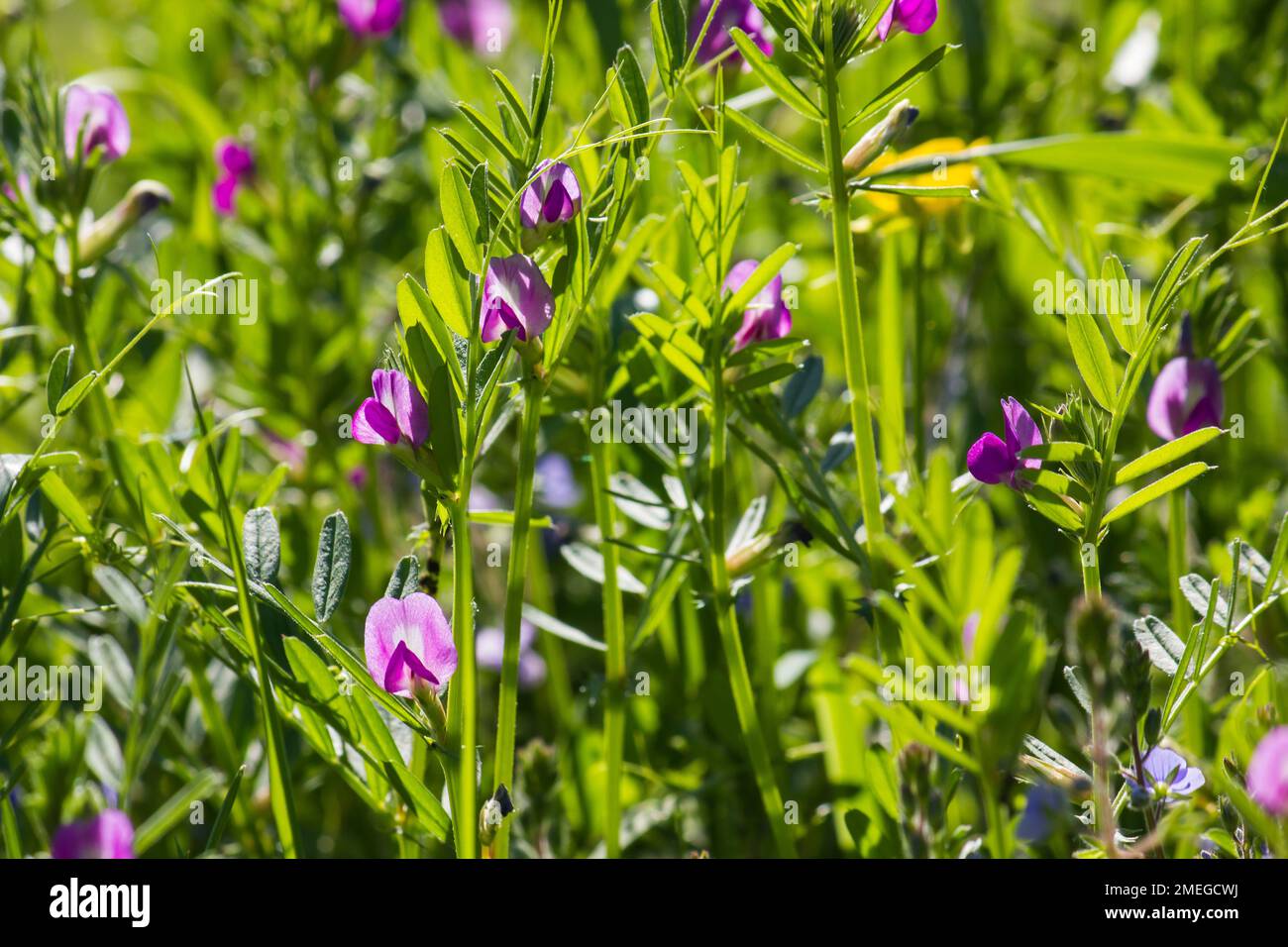 Blue purple wildflowers hi-res stock photography and images - Alamy