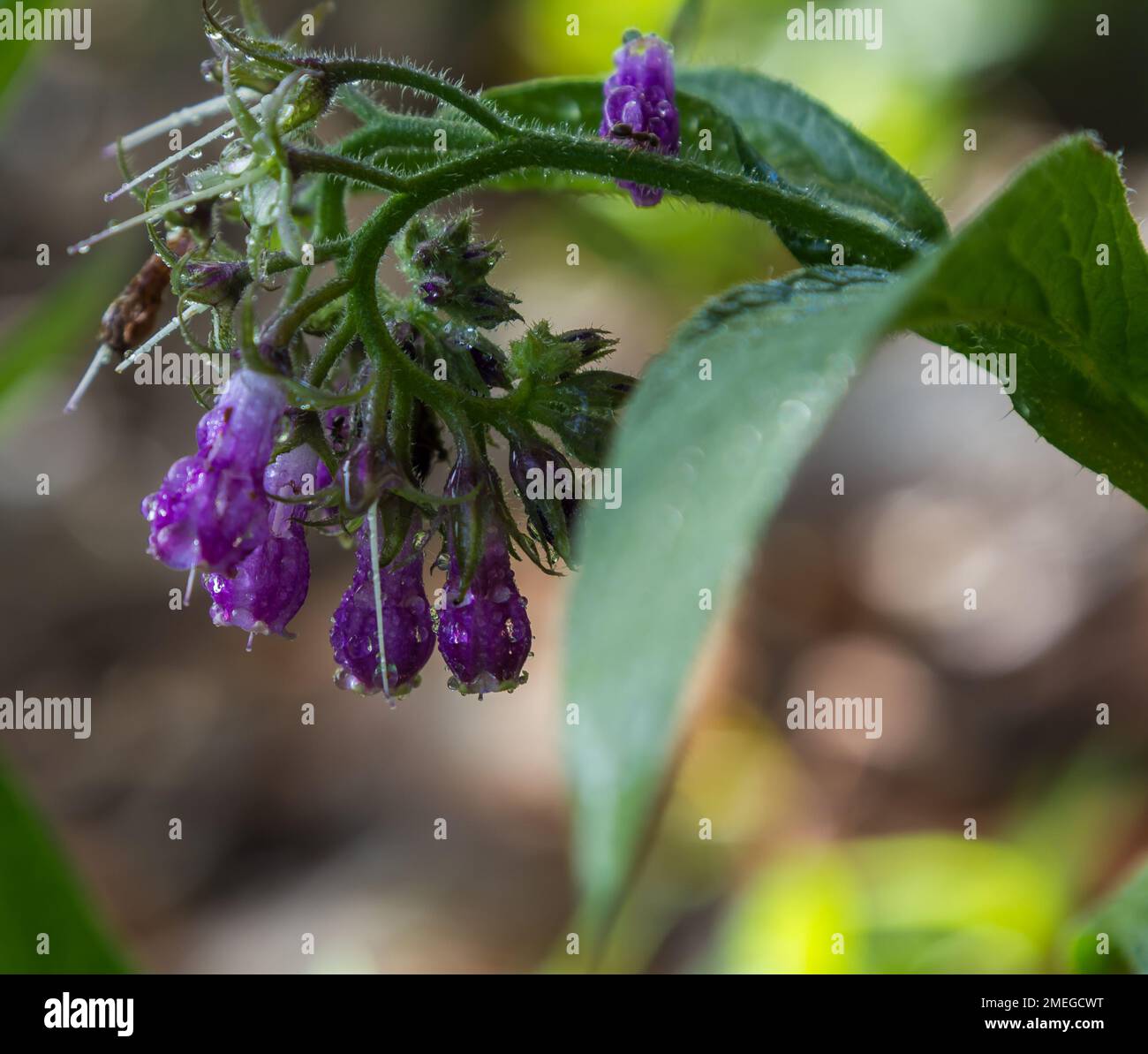 blue purple wildflowers close up on a green background Stock Photo - Alamy