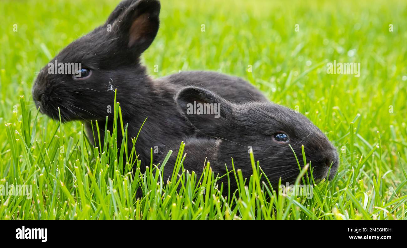 little black rabbits in the green grass Stock Photo - Alamy