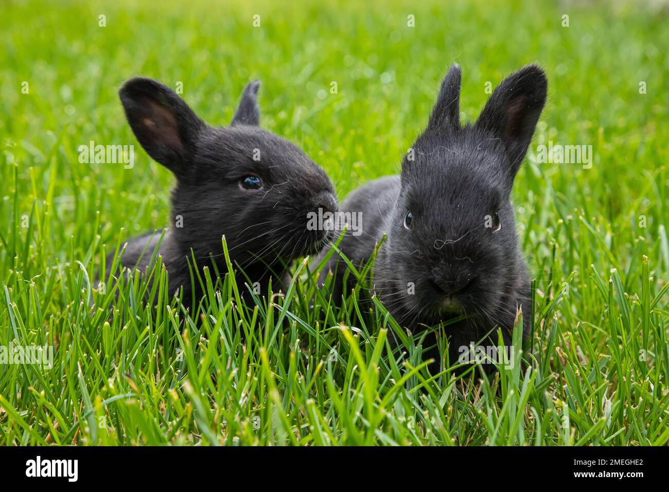 little black rabbits in the green grass Stock Photo - Alamy