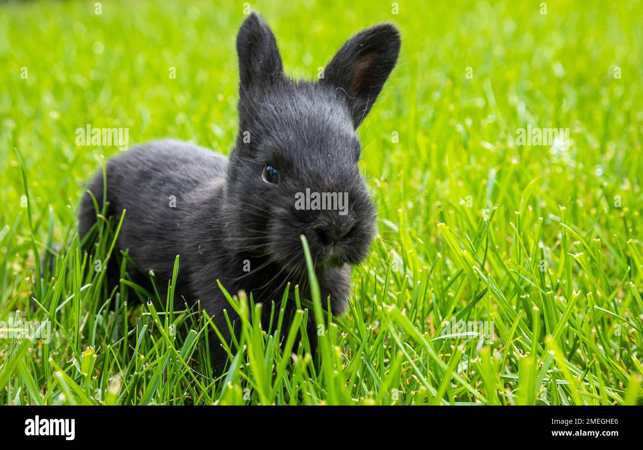 little black rabbits in the green grass Stock Photo - Alamy