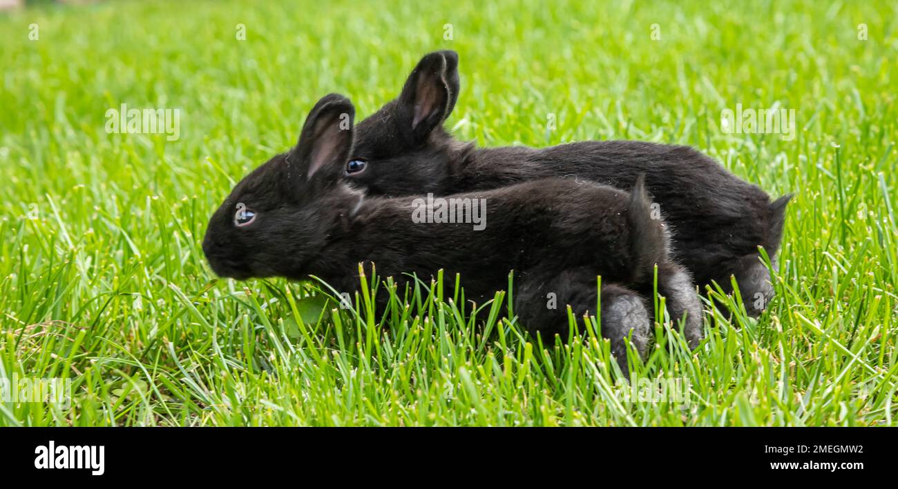 little black rabbits in the green grass Stock Photo - Alamy