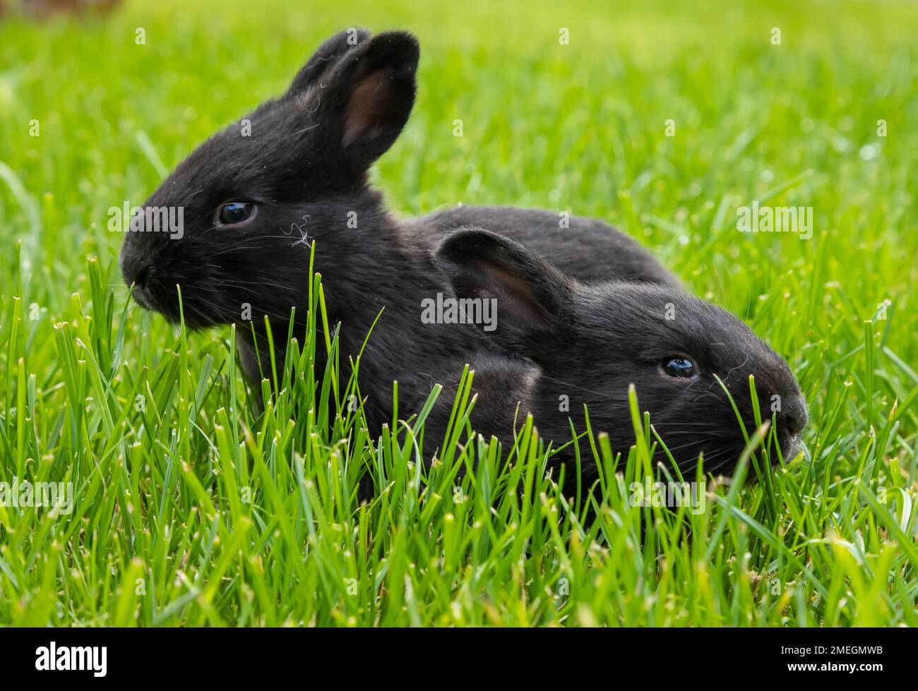 little black rabbits in the green grass Stock Photo - Alamy
