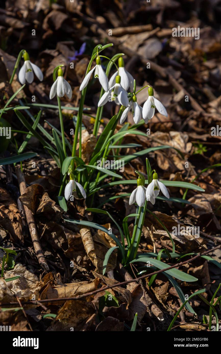White snowdrop flower, close up. Galanthus blossoms illuminated by the