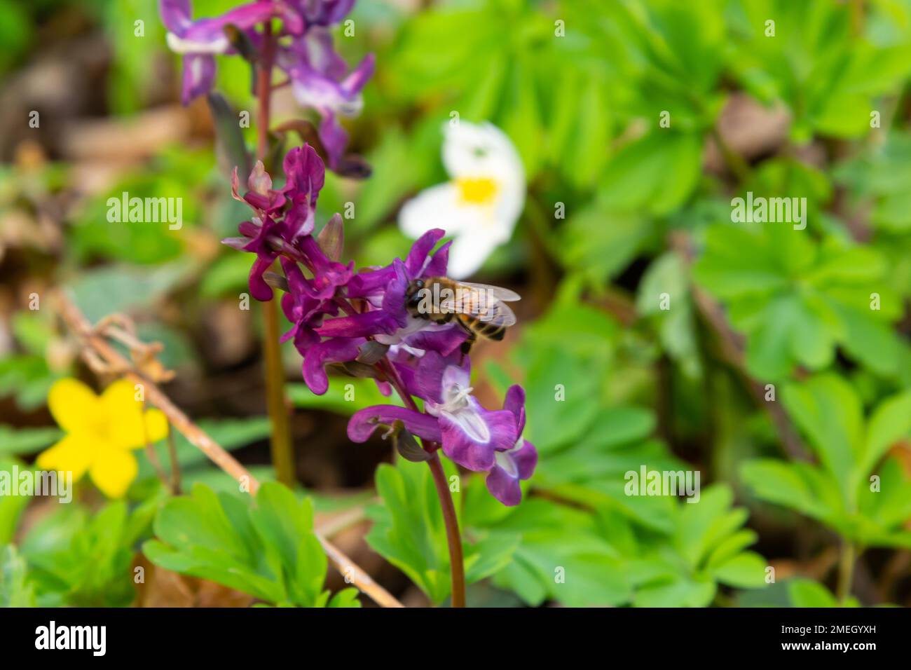 Corydalis cava, violet spring flowers of corydalis, macro, close-up. Stock Photo