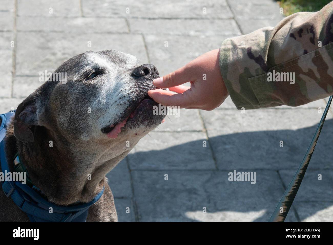 Local upstate New York celebrity, Lloyd the dog, greets an Airman early in his visit to the Niagara Falls Air Reserve Station, New York on Wednesday, Aug. 17, 2022. The 107th Attack Wing, Air National Guard, invited Lloyd to enjoy the day with Airmen as he battles the late stages of kidney failure. Stock Photo