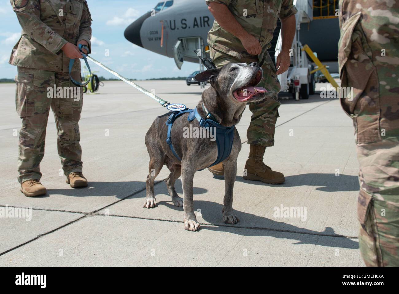 Niagara county local celebrity, Lloyd the dog, stands on the apron of a runway for the KC-135 Stratotanker accompanied by Airmen from the Niagara Falls Air Reserve Station, New York, on Wednesday, Aug. 17, 2022. The 107th Attack Wing, Air National Guard, invited Lloyd to enjoy the day with Airmen as he battles the late stages of kidney failure. Stock Photo