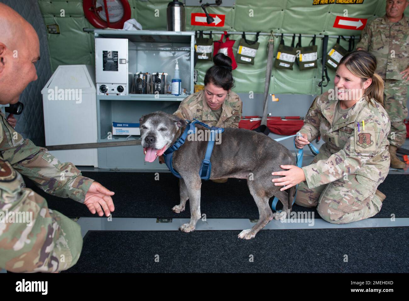 Lloyd the dog, Niagara County local security, stands with Airmen in the cabin of the KC-135 Stratotanker at Niagara Falls Air Reserve Station, New York on Wednesday, Aug. 17, 2022. Niagara Society for the Prevention of Animal Cruelty aims to give Lloyd the dog his best live as he battles the late stages of kidney failure. Stock Photo