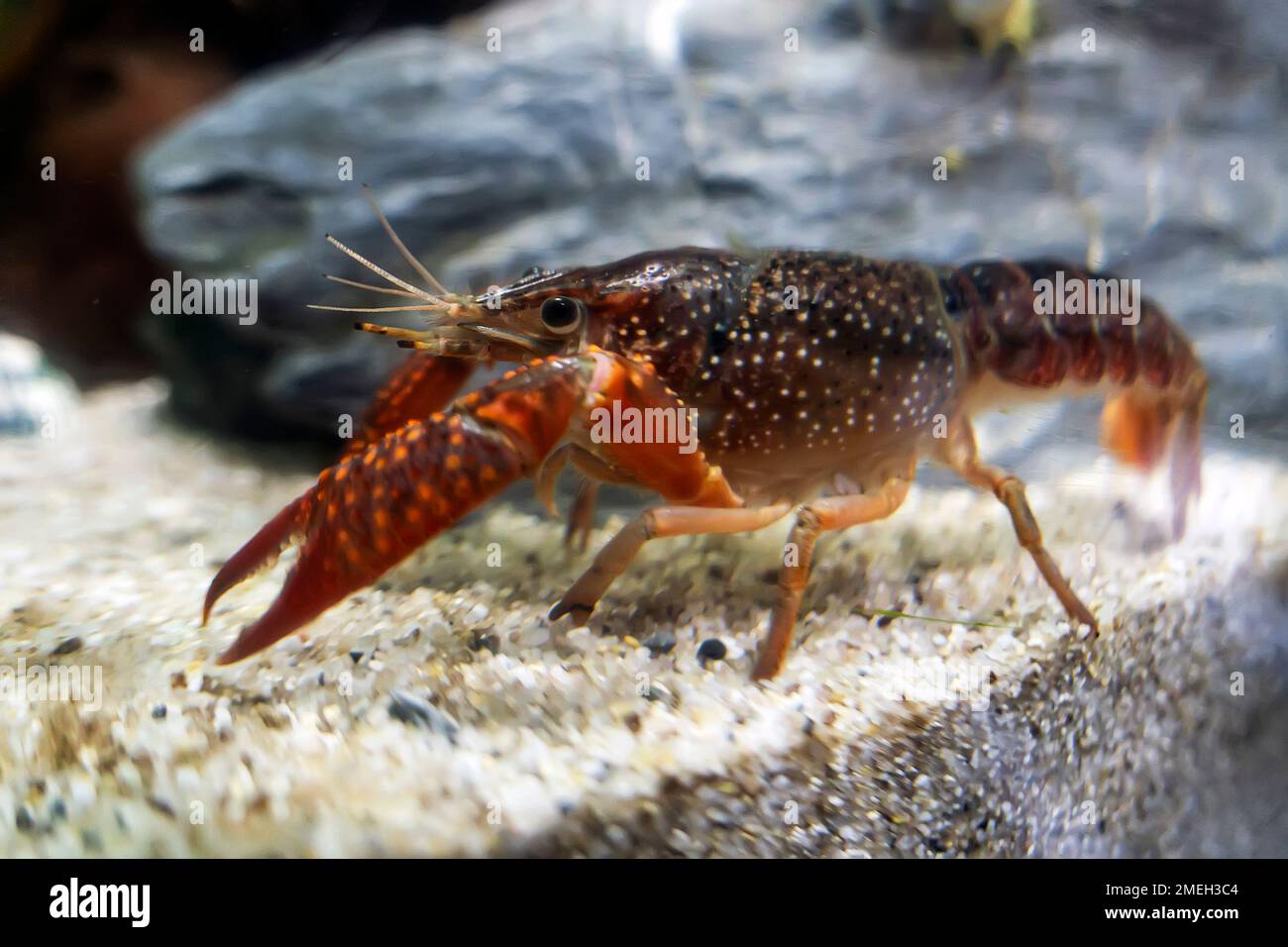 Crayfish guarding in aquarium glass fish tank oin water background. Single alive crayfish moves its claws and limbs in clear water background. Stock Photo
