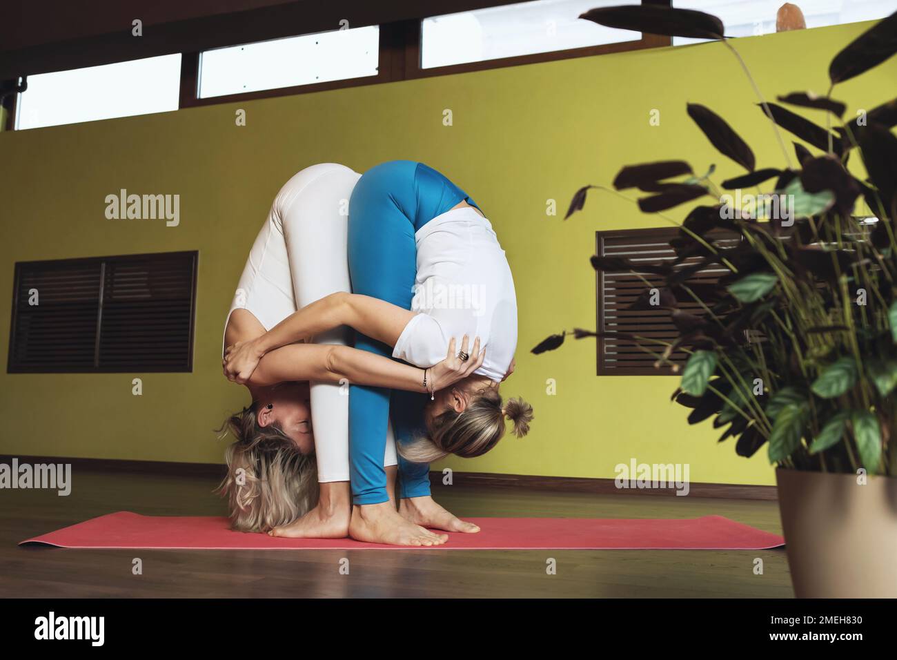 Two women practicing yoga, perform together a variation of the uttanasana exercise, a posture of deep tilt forward, with arms wrapped around each othe Stock Photo