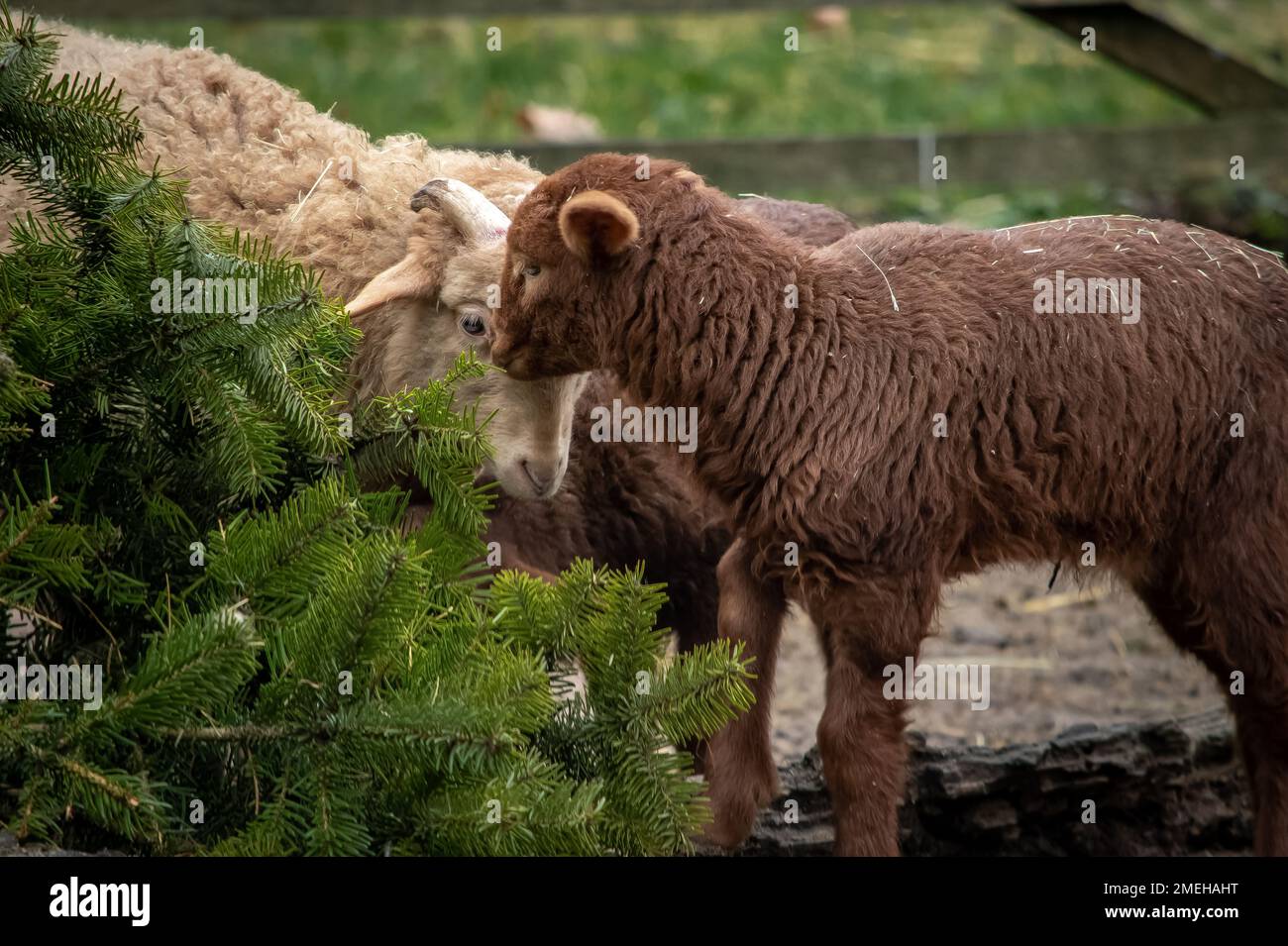 A closeup of a sheep and lambs in the wild park of Bad Mergentheim in