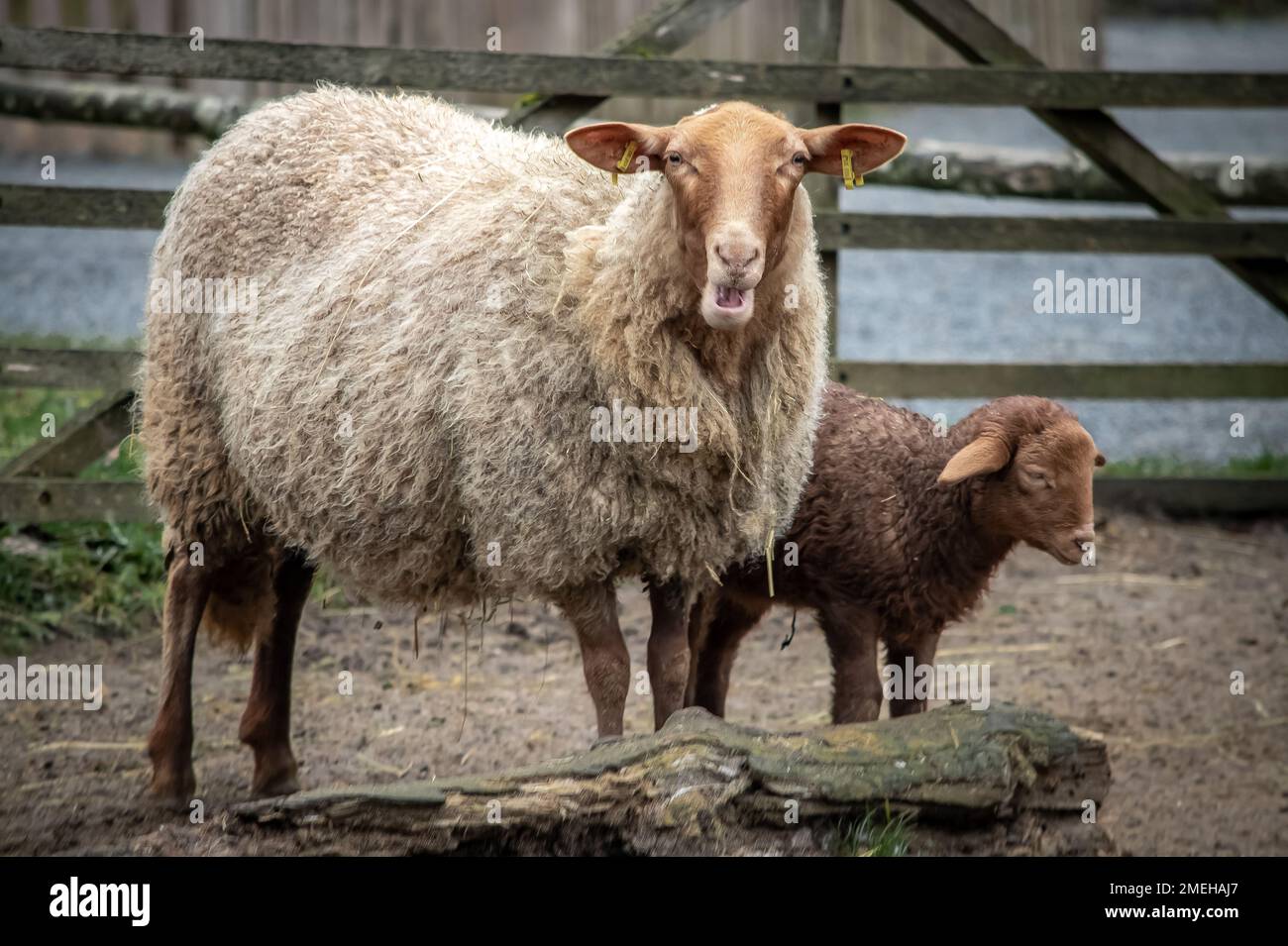A closeup of a sheep and a lamb in the wild park of Bad Mergentheim in