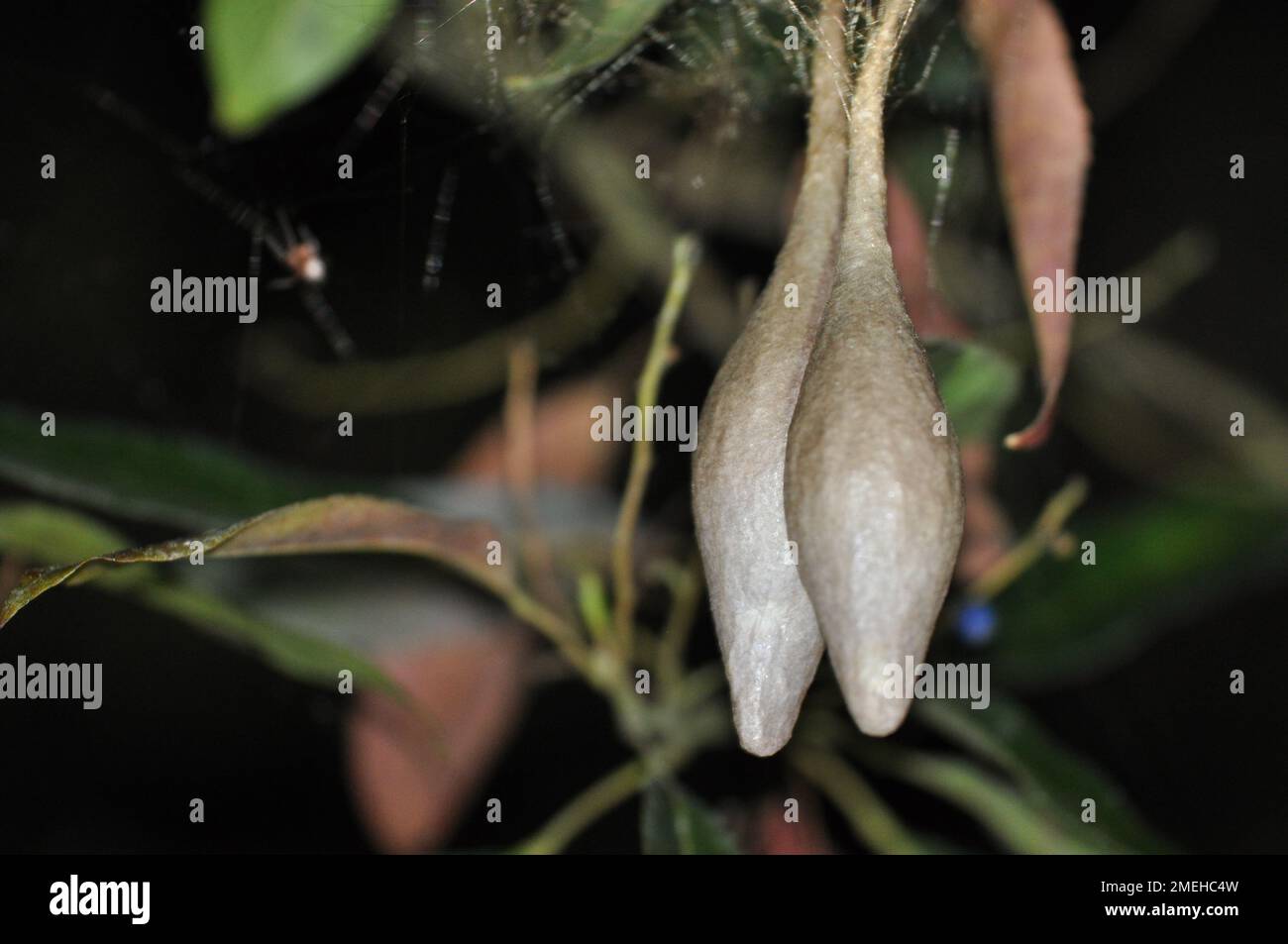 magnificent spider egg sacs in a Blueberry Ash tree - Elaeocarpus Stock Photo
