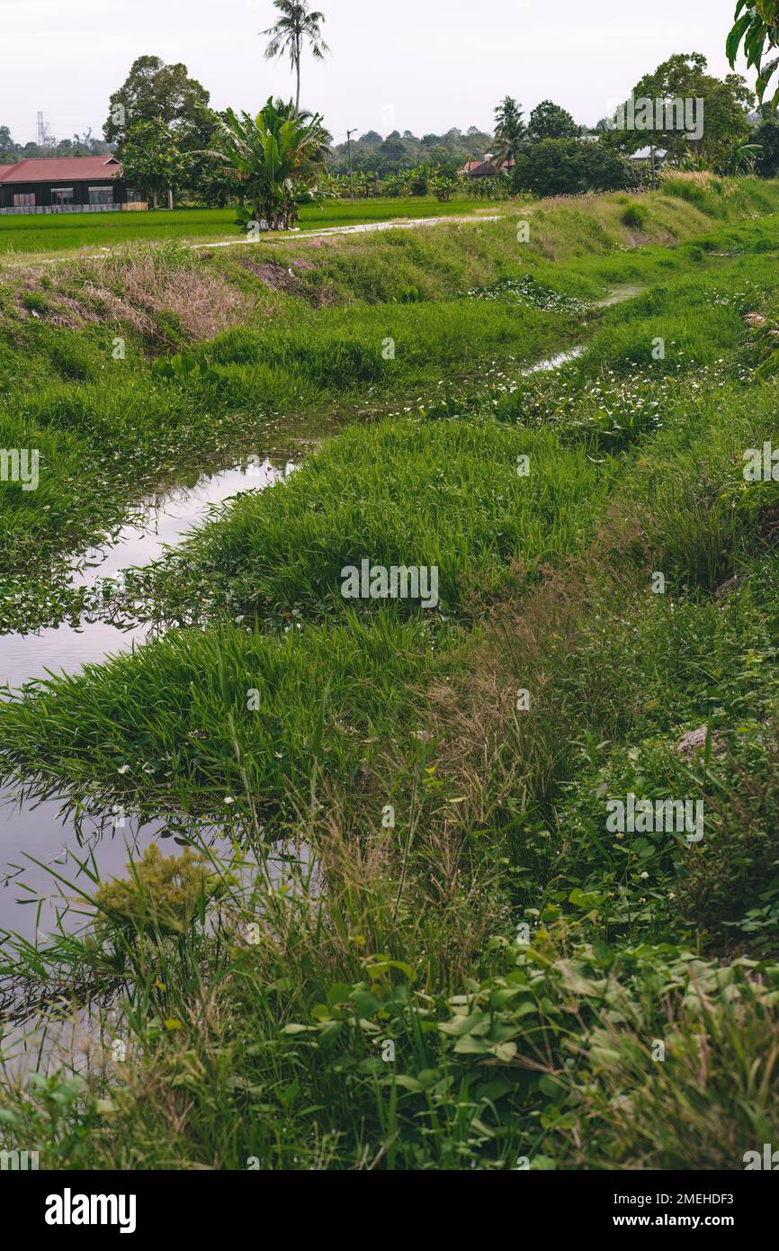 Water irrigation full of creepers at the rice paddy field Stock Photo ...