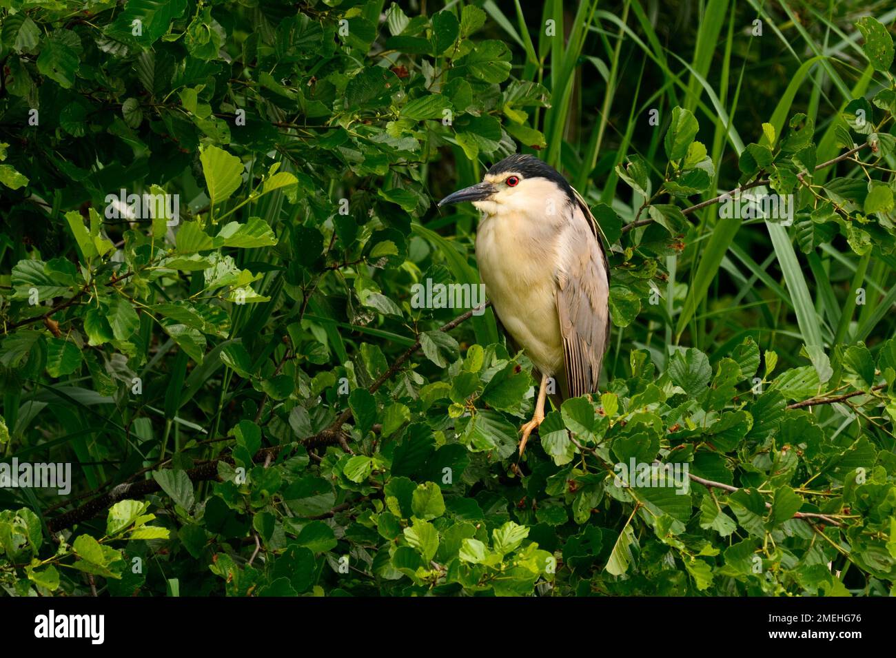 Black-crowned night heron male sitting motionless on a branch. Genus species Nicticorax nicticorax. Lake Dubnica, Slovakia. Stock Photo