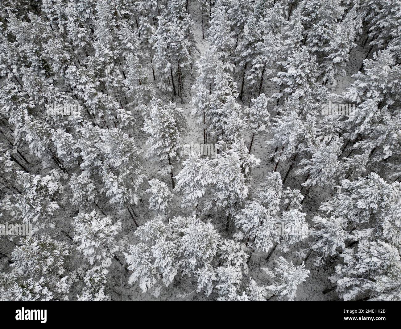 Aerial view of  snow covered trees in Rothiemurchus forest  in Cairngorms national Park, Scottish Highlands, Scotland, UK Stock Photo