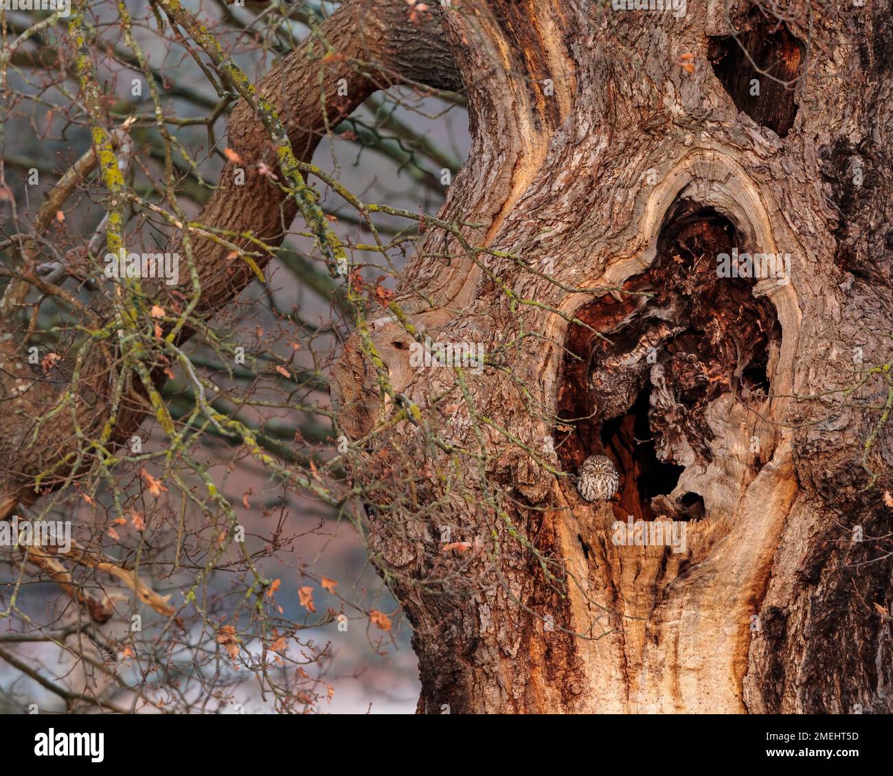 ADORABLE images of an owl playing hide and seek by camouflaging in a tree in Richmond Park have been captured.   Images taken early morning around 8:3 Stock Photo