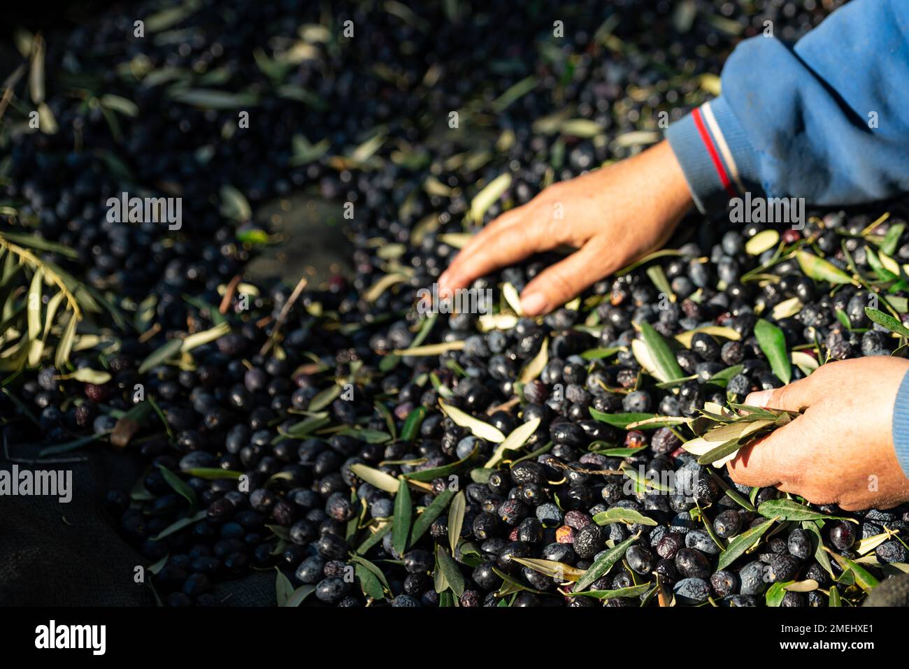Olive picking time , Peasant Hands during Olives Harvesting , Farmer sorting freshly harvested