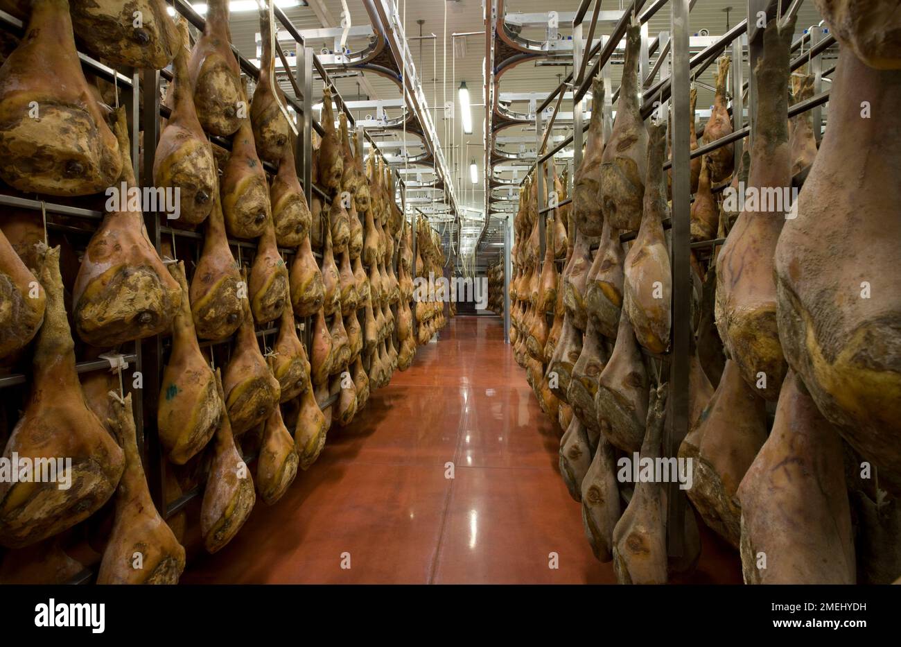 Hams in long rows at the San Daniele ham manufacturer DOK DALL'AVA Stock Photo