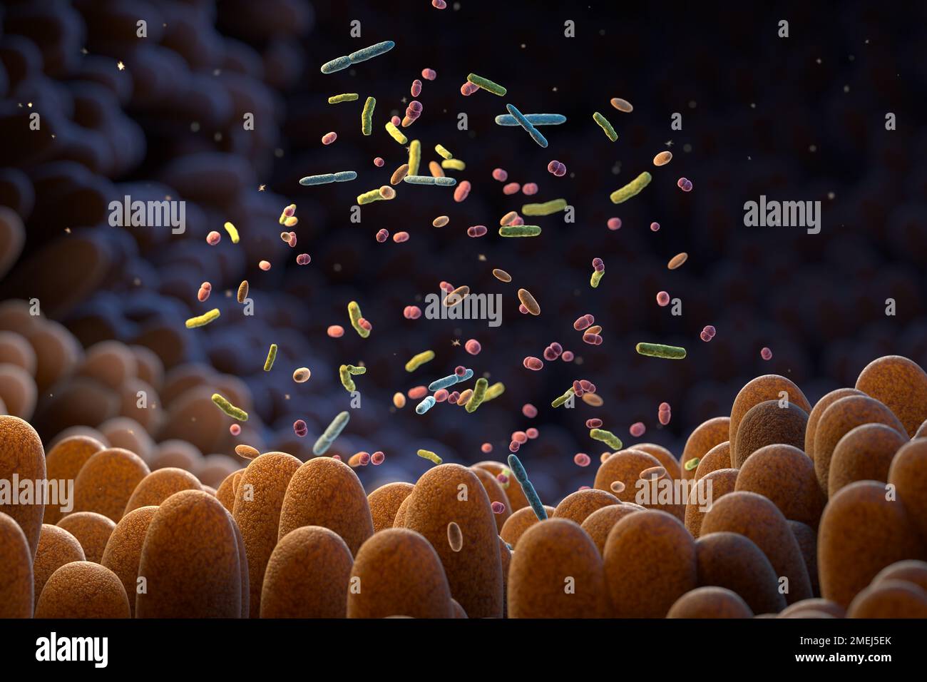 Intestinal bacteria. Microbiome. Gut microbiome helps control intestinal digestion and the immune system. Probiotics are beneficial bacteria used to h Stock Photo