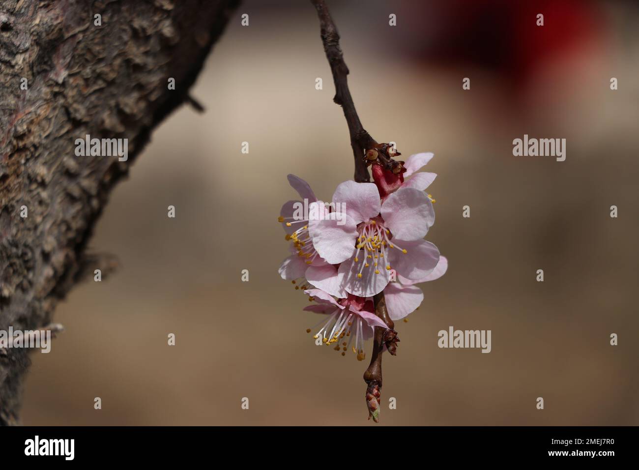 vertical shot of organic fresh java plum on tree with... A shallow focus shot of plum blossoms blooming on a tree branch on a ...