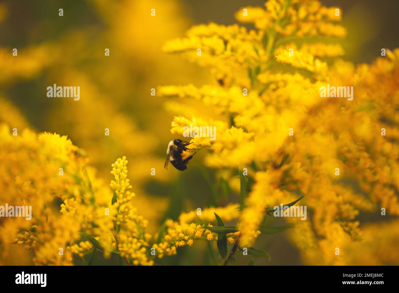 A closeup of Solidago gigantea with Bombus griseocollis, the brown-belted bumblebee. Ontario, Canada. Stock Photo