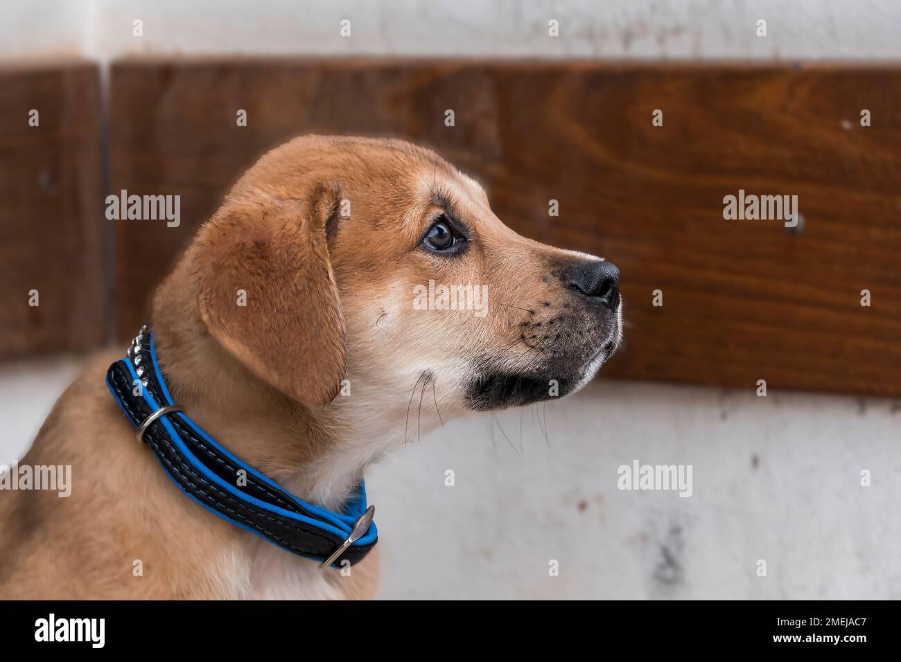 Portrait of golden retriever puppy Stock Photo - Alamy