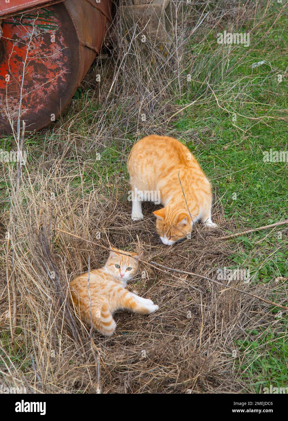 Two tabby and white cats. Stock Photo