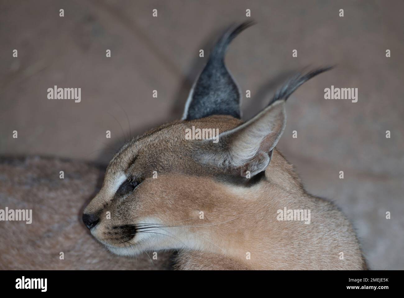Caracal (Felis caracal) with tuft ears, Tzaneen Lion and Predator Park, near Tzaneen, Tzaneen