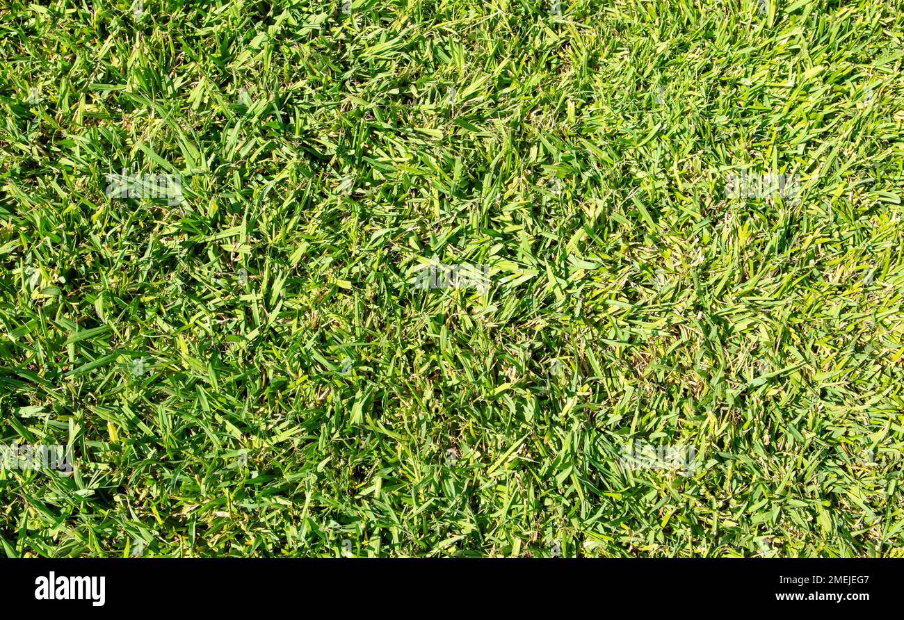 Top view of green grass texture background. Stock Photo