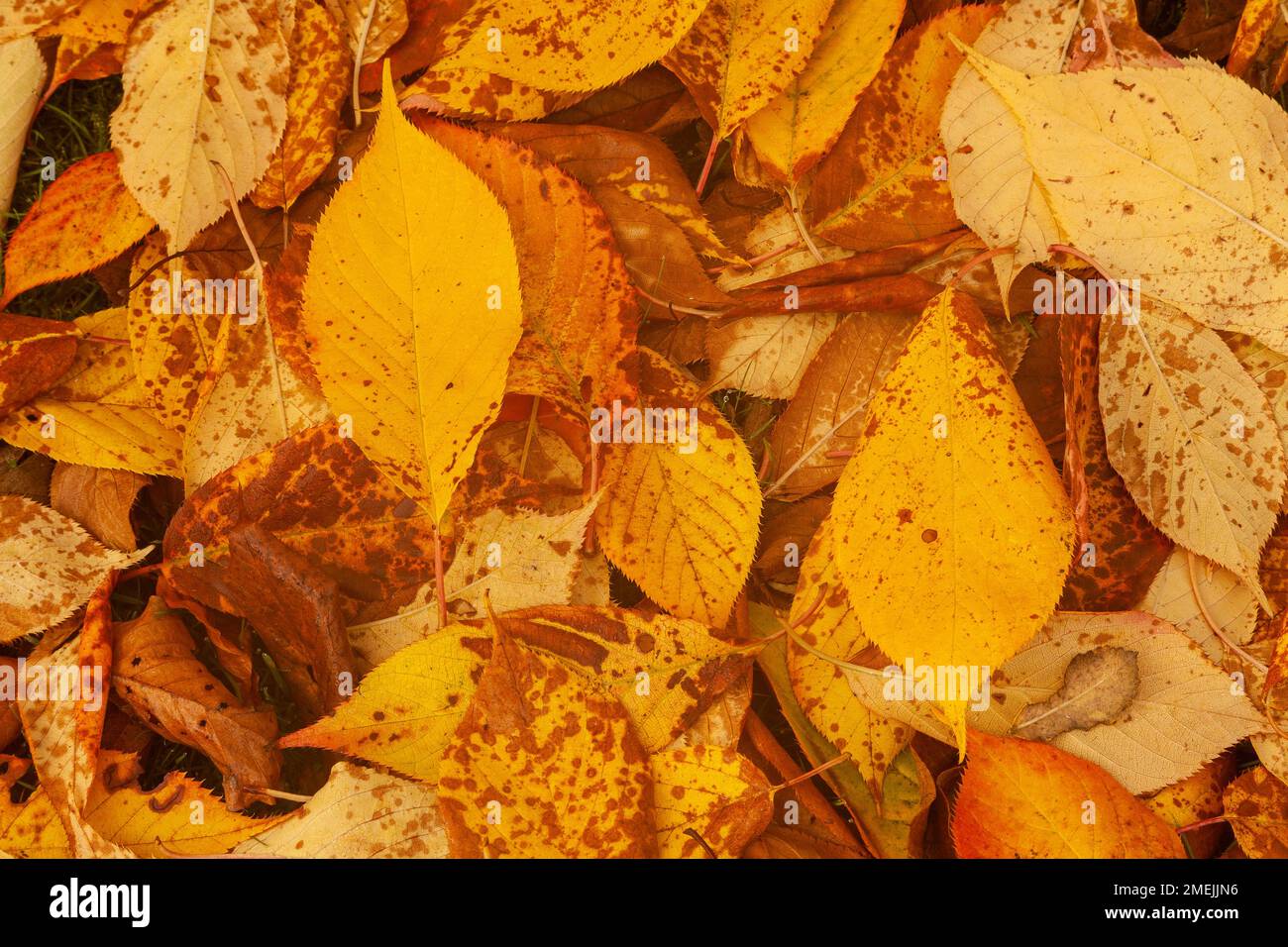 Fallen beech tree leaves in autumnal colours Stock Photo